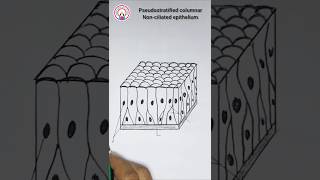 PseudostratifiedEpitheliumDiagram shorts shortvideo pseudostratifiedepitheliumdrawing [upl. by Hammel]