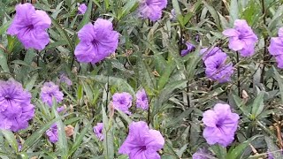 Beautiful flowers  Mexican Petunia  RUELLIA SIMPLEX [upl. by Aerbas]