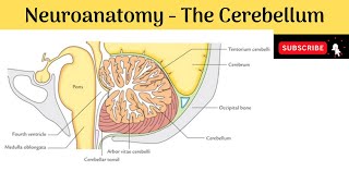 Cerebellum  External amp internal features Grey amp White Matter Three peduncles Cerebellar Syndrome [upl. by Annailuj]