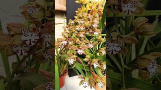 Aprende a cultivar Orquídea Cymbidium [upl. by Stanford]