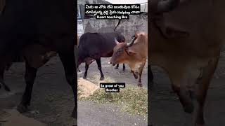 Animals Need Love help 😢 shortvideo shorts short music viralvideo helping animallover [upl. by Dorotea663]