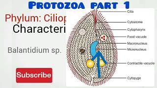 PROTOZOA PART 1 [upl. by Irroc]