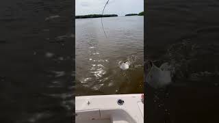 Chokoloskee Island Florida large stingray on light tackle fishing florida backcountryfishing [upl. by Nylatsirhc]