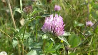 How to Identify Red Clover [upl. by Magner]