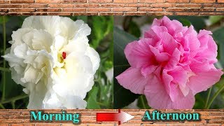 Hoa phù dung  Loài hoa đổi màu trong ngày  Hibiscus mutabilis [upl. by Gnuy]