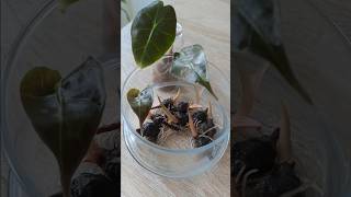 🌱 How To Grow Alocasia From Corms Bulbs In Water 🌱 Save Alocasia Plant thehomeplants alocasia [upl. by Dhumma310]