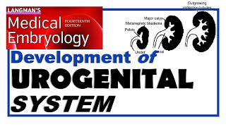 Langman Chapter16  Embryology of Urogenital System  Dr Asif Lectures [upl. by Hilar293]