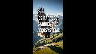 Les rapaces gardiens de lécosystème [upl. by Yrolg944]