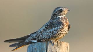 Voices Common Nighthawk [upl. by Ellirehs]