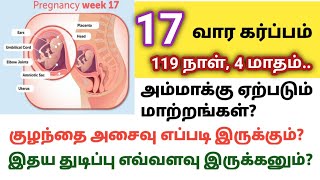 17 வார கர்ப்பம்  17th week of pregnancy in tamil  17 week pregnancy symptoms  pregnancy week 17 [upl. by Ameehs]