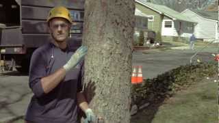 Felling a Tree  Safety  Rutgers Arboriculture Classes [upl. by Nirra]