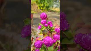 Beautiful gomphrena flowers gomphrena flowers gardening easygardeningtips [upl. by Einahpats]