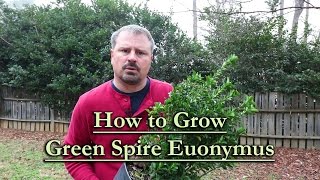 How to grow Green Spire Euonymus Upright Narrow Evergreen Shrub [upl. by Everard]