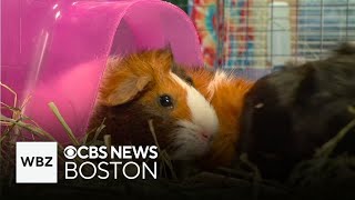 Dozens of abandoned guinea pigs rescued from wooded area in Dracut [upl. by Dodwell]