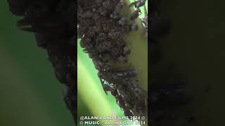 shorts PAPER WASPS STING [upl. by Trbor]