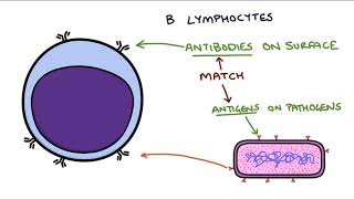 Understanding the Cells of the Immune System [upl. by Cohligan]