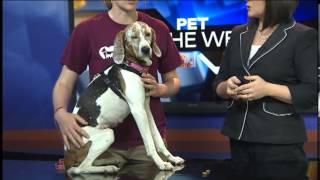 Pet of the Week April [upl. by Kerr]