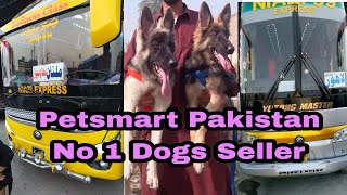 Petsmart Delivery Pakistan No 1 Dogs Seller 03139393944 dogcargo [upl. by Idner368]