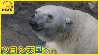 メスだけど「ツヨシ」 北海道生まれ 愛されたホッキョクグマ死ぬ [upl. by Zeni]