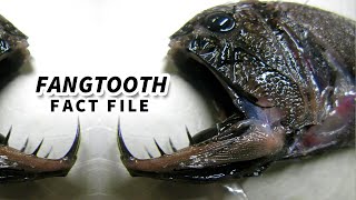 Fangtooth Facts a FREAKY FISH 🐟 Animal Fact Files [upl. by Hpesoy]