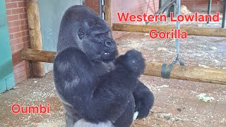 Oumbi Silverback Western Lowland Gorilla [upl. by Dennison]