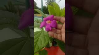 Bignonia magnifica அழகு பர்பிள் மலர்gardening tamil song shotsதென்றல்வந்து தீண்டும்flowers [upl. by Humberto]