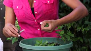 How to Harvest and Preserve Your Mint Crop  The Chefs Garden [upl. by Tychon544]