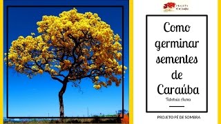 Como Plantar IPÊ AMARELO DO CERRADO  CARAÚBA  Tabebuia Aurea [upl. by Frey]