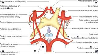 POLYGONE DE WILLISCIRCLE OF WILLISCIRCULUS ARTERIOSUS [upl. by Teews169]