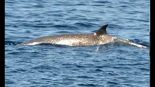 VERY RARE SHEPHERDS BEAKED WHALE  Tasmacetus shepherdi  Taranaki New Zealand [upl. by Arria47]