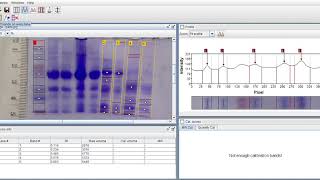 Análisis de Gel SDS PAGE utilizando programa gel analizer 2010a [upl. by Eelrehpotsirhc84]