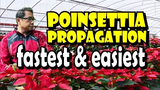 Poinsettia Propagation Fastest amp Easiest Method [upl. by Ybur]