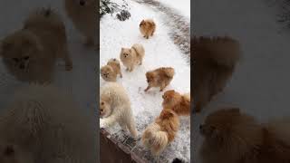 Chuppa chuppi khele aaocute puppies music song youtubeshorts [upl. by Goda]