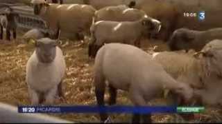 Baie de Somme les agneaux de prés salés et le virus de Schmallenberg reportage France 3 Picardie [upl. by Trilley]