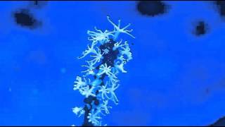 Gorgonian Feeding Reefroids [upl. by Tijnar]