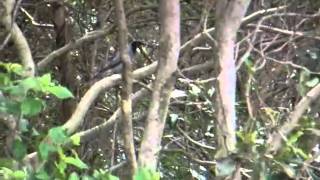 Blackface CuckooShrike 20101207 [upl. by Copp]