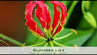 Gloriosa Lilies 24 [upl. by Levison]