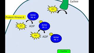 Phosphorylation Cascade Newer Version [upl. by Enovahs863]