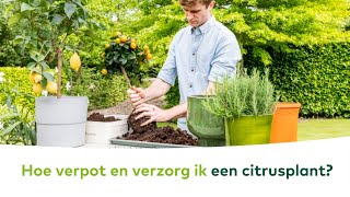 TERRASPLANTEN  Hoe verpot en verzorg ik een citrusplant [upl. by Srednas]