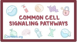 Common cell signaling pathway [upl. by Ytinav]