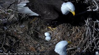 Captiva Eagle Cam 🥚 Those Eggs Are So Precious 🥚 20221227 [upl. by Attalie]