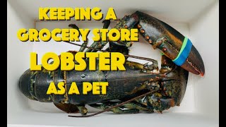 Keeping A Grocery Store Lobster As A Pet [upl. by Llerruj]