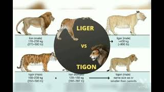 Liger Vs Tigon detail video [upl. by Yenaled502]