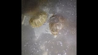 Hibernation of My Diamondback Terrapins [upl. by Eizeerb]