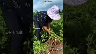 Farmer Reveals How to Pick Fresh Peanuts from the Field [upl. by Kcirtap270]