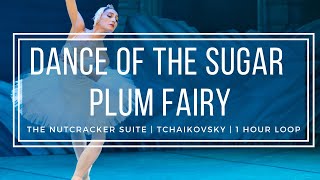 Dance of the Sugar Plum Fairy  Tchaikovsky Nutcracker  1 Hour Version [upl. by Mary895]