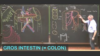 Anatomie du gros intestin colon Abdomen 7 [upl. by Dnalerb156]