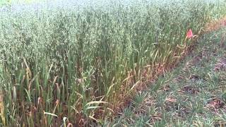 Use Oats and Winter Cereal Rye for cover crops for fall and spring grazing [upl. by Deer]