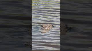 One of the alligators at Brazoria Wildlife Refuge pt 1 [upl. by Deste340]