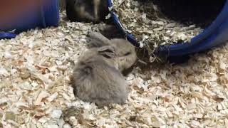 Meet all the baby bunnies babyanimals babyrabbit cuteanimals [upl. by Boone]